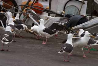 photo,material,free,landscape,picture,stock photo,Creative Commons,Gulls' festival, seagull, seagull, seagull, festival