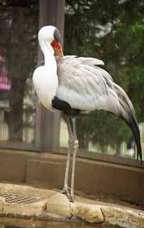 photo,material,free,landscape,picture,stock photo,Creative Commons,Wattled crane, , , , 