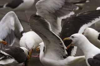 photo,material,free,landscape,picture,stock photo,Creative Commons,Gulls' festival, seagull, seagull, seagull, festival