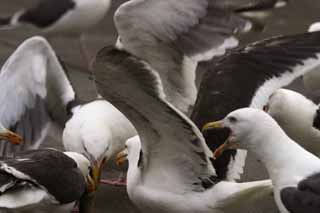 photo,material,free,landscape,picture,stock photo,Creative Commons,Gulls' festival, seagull, , , festival