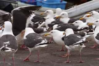 photo,material,free,landscape,picture,stock photo,Creative Commons,Gulls' festival, seagull, seagull, seagull, festival