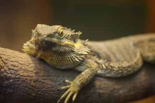 photo,material,free,landscape,picture,stock photo,Creative Commons,Bearded dragon, , , , 