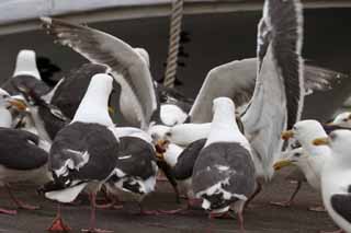 photo,material,free,landscape,picture,stock photo,Creative Commons,Gulls' festival, seagull, seagull, seagull, festival