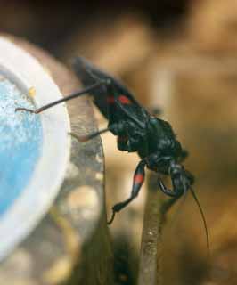 , , , , ,  .,   assassin bug, , , , 