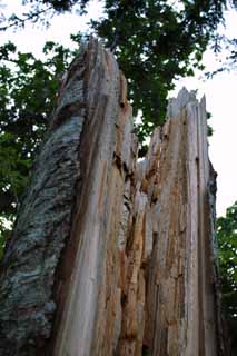 photo,material,free,landscape,picture,stock photo,Creative Commons,Sad tree, break, wood, cavity, HimenumPond