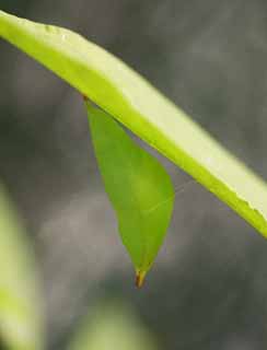 Foto, materiell, befreit, Landschaft, Bild, hat Foto auf Lager,Die Puppen von groer orange tip, , , , 