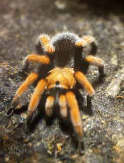 photo,material,free,landscape,picture,stock photo,Creative Commons,tarantula, , , , 