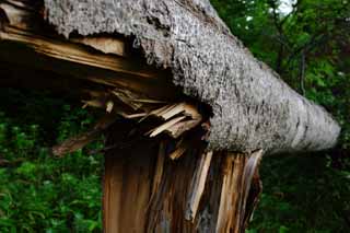 photo,material,free,landscape,picture,stock photo,Creative Commons,Fallen tree, break, , , 