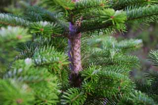 Foto, materiell, befreit, Landschaft, Bild, hat Foto auf Lager,Tree, der schnell wchst, Nadelbaum, junger Baum, Fichte, HimenumPond