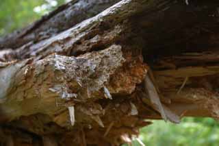 photo,material,free,landscape,picture,stock photo,Creative Commons,Fallen tree, break, , , 