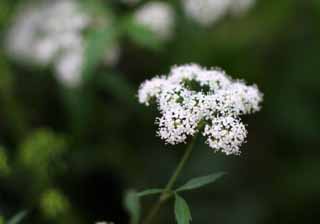 Foto, materiell, befreit, Landschaft, Bild, hat Foto auf Lager,Kleine weie Blumen, wei, Blume, schn, 