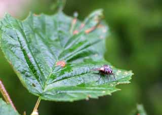 photo,material,free,landscape,picture,stock photo,Creative Commons,Horse fly, horse fly, , , 