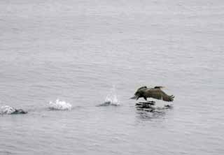 photo,material,free,landscape,picture,stock photo,Creative Commons,Cormorant taking off, cormorant, cormorant, cormorant, flap of wings