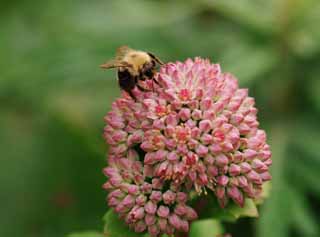 fotografia, material, livra, ajardine, imagine, proveja fotografia,Abelha e uma flor pequena, abelha, , , flor