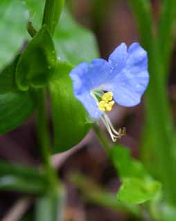 Foto, materiell, befreit, Landschaft, Bild, hat Foto auf Lager,Dayflower, dayflower, , , blau