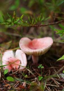 photo,material,free,landscape,picture,stock photo,Creative Commons,Mushrooms in a wood, mushroom, mushroom, mushroom, pink
