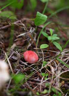 photo,material,free,landscape,picture,stock photo,Creative Commons,Baby mushroom, mushroom, mushroom, mushroom, pink