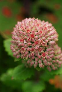 photo, la matire, libre, amnage, dcrivez, photo de la rserve,Petites fleurs rouges, rose, petite fleur, pollen, rouge