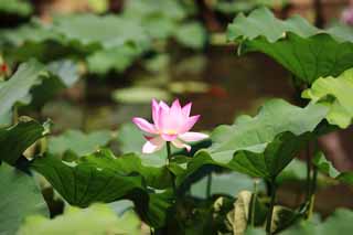 photo,material,free,landscape,picture,stock photo,Creative Commons,Lotus flower, , , , 