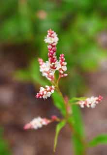 Foto, materiell, befreit, Landschaft, Bild, hat Foto auf Lager,Kleine weie Blumen, wei, rot, , 