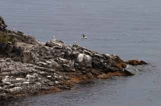 foto,tela,gratis,paisaje,fotografa,idea,Nido de las aves marinas., Prolongacin rocosa, Mar, Gaviota, 