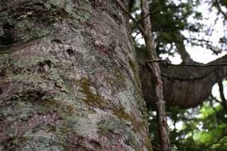 fotografia, materiale, libero il panorama, dipinga, fotografia di scorta,Abbaio, conifera, abbaio, scorza di albero, 