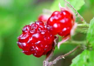 photo,material,free,landscape,picture,stock photo,Creative Commons,Morning raspberries, raspberry, raspberry, raspberry, red