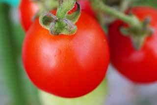 fotografia, material, livra, ajardine, imagine, proveja fotografia,Tomates de cereja, tomate, , vermelho, fruta