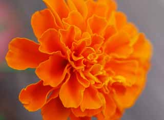 Foto, materiell, befreit, Landschaft, Bild, hat Foto auf Lager,Marigold, Ringelblume, , , 