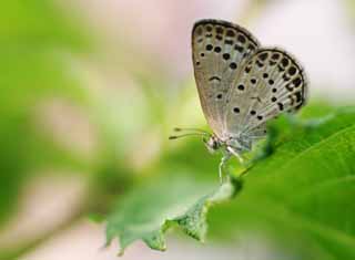 photo,material,free,landscape,picture,stock photo,Creative Commons,Japanese basil and a butterfly, blue butterfly, blue butterfly, butterfly, butterfly