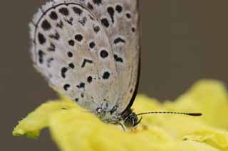 photo,material,free,landscape,picture,stock photo,Creative Commons,Small butterfly, blue butterfly, , butterfly, 