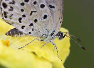 photo,material,free,landscape,picture,stock photo,Creative Commons,Small butterfly, blue butterfly, blue butterfly, butterfly, butterfly