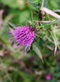 photo,material,free,landscape,picture,stock photo,Creative Commons,Thistle flower, thistle, thistle, thistle, purplish red