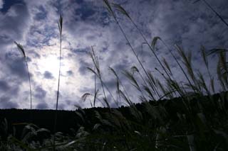 photo,material,free,landscape,picture,stock photo,Creative Commons,Subtle, profound silver grass filed, silver grass, , , grassland