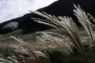 photo,material,free,landscape,picture,stock photo,Creative Commons,Silver grass, silver grass, silver grass, silver grass, grassland