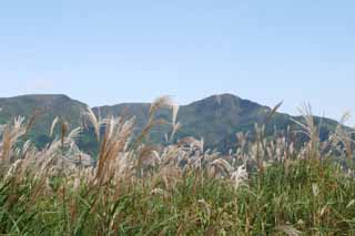 photo,material,free,landscape,picture,stock photo,Creative Commons,Silver grass, silver grass, silver grass, silver grass, grassland