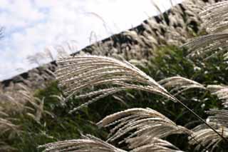 photo,material,free,landscape,picture,stock photo,Creative Commons,Silver grass, silver grass, silver grass, silver grass, grassland