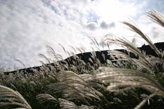photo,material,free,landscape,picture,stock photo,Creative Commons,Silver grass, silver grass, silver grass, silver grass, grassland