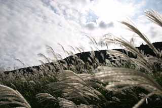 photo,material,free,landscape,picture,stock photo,Creative Commons,Silver grass, silver grass, , , grassland