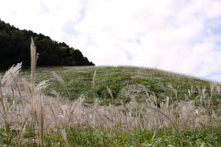 photo,material,free,landscape,picture,stock photo,Creative Commons,Silver grass, silver grass, silver grass, silver grass, grassland