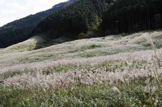 photo,material,free,landscape,picture,stock photo,Creative Commons,Silver grass, silver grass, silver grass, silver grass, grassland