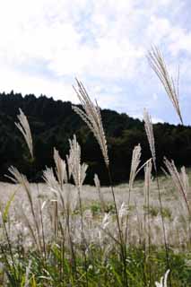 photo,material,free,landscape,picture,stock photo,Creative Commons,Silver grass, silver grass, silver grass, silver grass, grassland