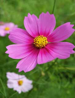 photo,material,free,landscape,picture,stock photo,Creative Commons,Pink cosmos, cosmos, cosmos, flower, pollen