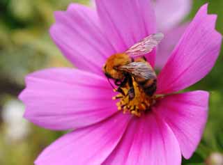 photo,material,free,landscape,picture,stock photo,Creative Commons,Delicious cosmos , bee, bee, Bee, cosmos