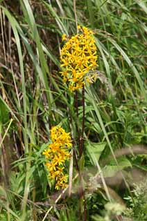 photo,material,free,landscape,picture,stock photo,Creative Commons,Yellow flowers, , , , 