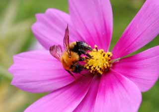 photo,material,free,landscape,picture,stock photo,Creative Commons,Delicious cosmos , bee, bee, Bee, cosmos