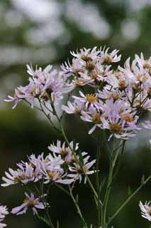 Foto, materiell, befreit, Landschaft, Bild, hat Foto auf Lager,Blasse purpurrote Blumen, blasser Purpur, Hakone, , 