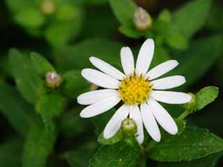 Foto, materieel, vrij, landschap, schilderstuk, bevoorraden foto,Witte bloem, Blanke, Hakone, , 