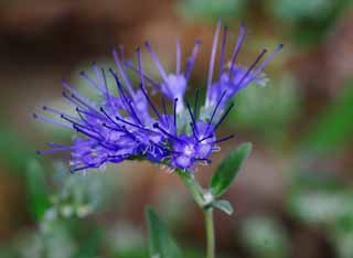 photo,material,free,landscape,picture,stock photo,Creative Commons,Blue flowers, blue, Hakone, , 