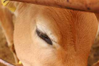 photo,material,free,landscape,picture,stock photo,Creative Commons,Eyelashes of a calf, calf, eyelashes, , 